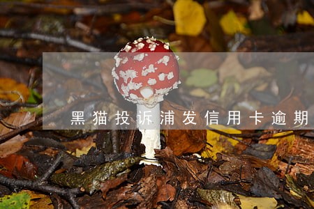 黑猫投诉浦发信用卡逾期