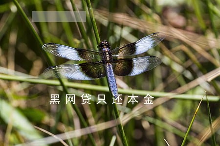 黑网贷只还本金 黑网贷只还本金