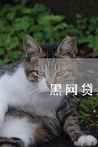 黑网贷只还本金可不可以协裔 黑网贷只还本金可不可以协裔