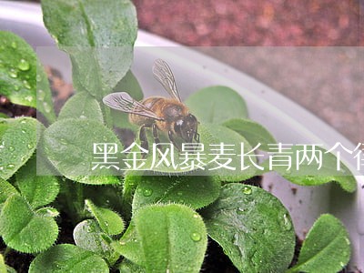 黑金风暴麦长青两个律师徒弟 黑金风暴麦长青两个律师徒弟