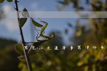 黑龙江交通肇事罪律师多少钱 黑龙江交通肇事罪律师多少钱
