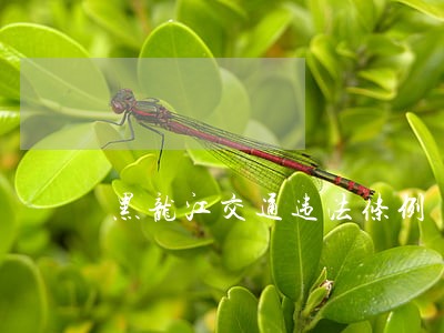 黑龙江交通违法条例 黑龙江交通违法条例