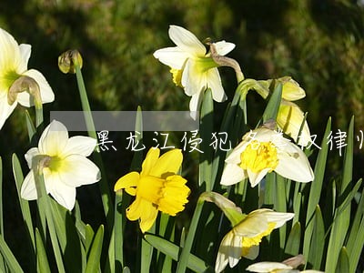 黑龙江侵犯名誉权律师