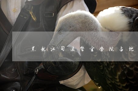 黑龙江司法警官学院占地面积 黑龙江司法警官学院占地面积