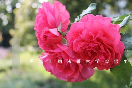 黑龙江司法警官学院招生电话