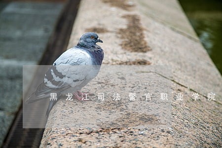 黑龙江司法警官职业学院公益 黑龙江司法警官职业学院公益
