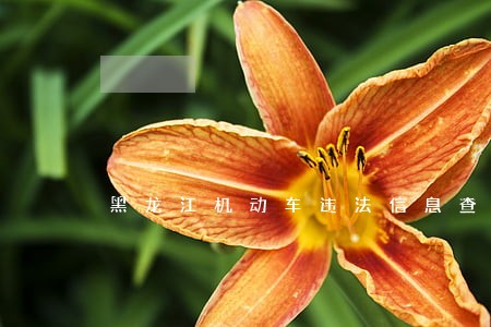 黑龙江机动车违法信息查询平台 黑龙江机动车违法信息查询平台