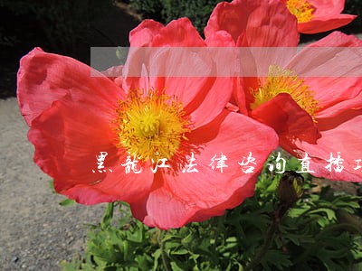 黑龙江法律咨询直播项目 黑龙江法律咨询直播项目