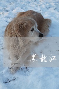 黑龙江法院电子卷宗随案同步生成