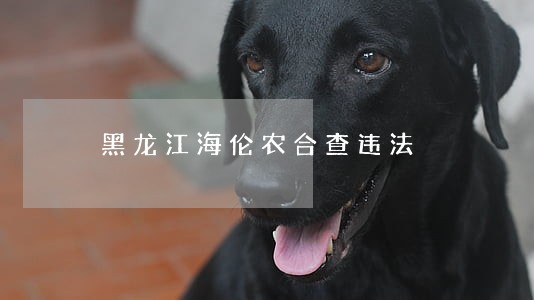 黑龙江海伦农合查违法 黑龙江海伦农合查违法