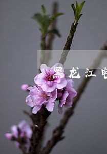 黑龙江电子法院建设 黑龙江电子法院建设