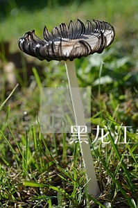 黑龙江省专升本民法真题 黑龙江省专升本民法真题