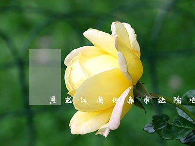 黑龙江省伊春市法院地图