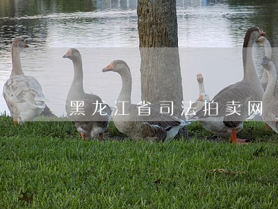 黑龙江省司法拍卖网 黑龙江省司法拍卖网
