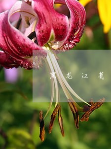 黑龙江省商服供热标准条例 黑龙江省商服供热标准条例