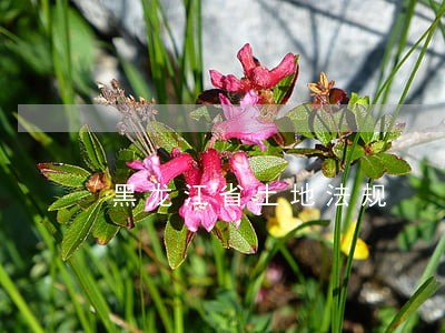 黑龙江省土地法规