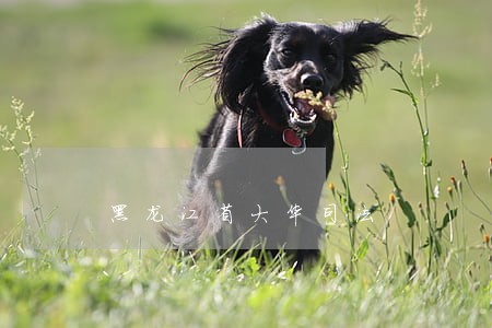 黑龙江省大华司法