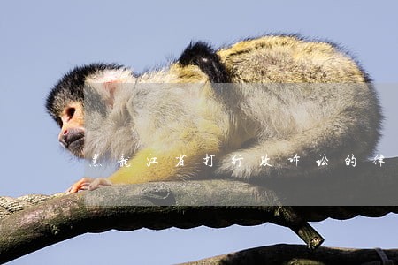 黑龙江省打行政诉讼的律师 黑龙江省打行政诉讼的律师