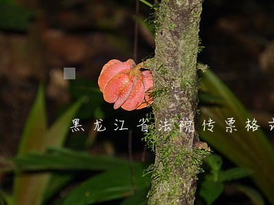 黑龙江省法院传票格式 黑龙江省法院传票格式