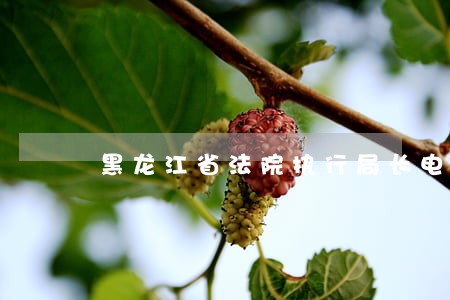 黑龙江省法院执行局长电话号码 黑龙江省法院执行局长电话号码