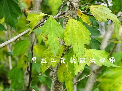 黑龙江货款账款律师 黑龙江货款账款律师