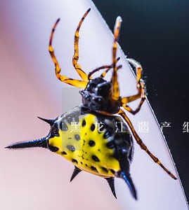 黑龙江遗产继承律师 黑龙江遗产继承律师
