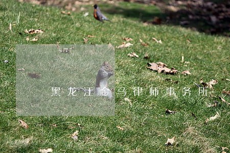 黑龙江金马律师事务所 黑龙江金马律师事务所