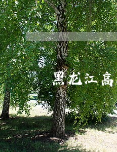 黑龙江高法院关于醉驾最新规定 黑龙江高法院关于醉驾最新规定