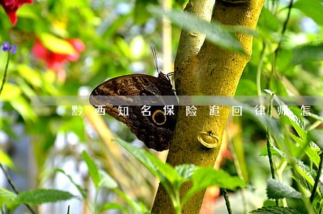 黔西知名保险追回律师怎么整 黔西知名保险追回律师怎么整