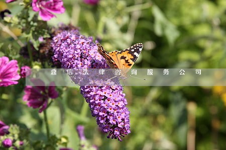 鼎信法律咨询服务公司 鼎信法律咨询服务公司