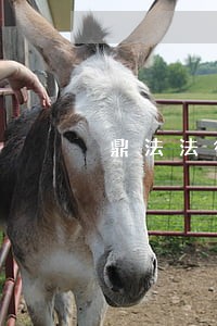 鼎法法律咨询靠谱吗 鼎法法律咨询靠谱吗