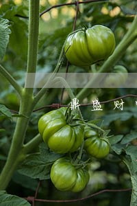 鼎盛财富回款逾期 鼎盛财富回款逾期