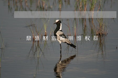 鼎盛财富逾期维权群