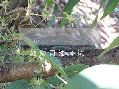 鼓励司法考试 鼓励司法考试