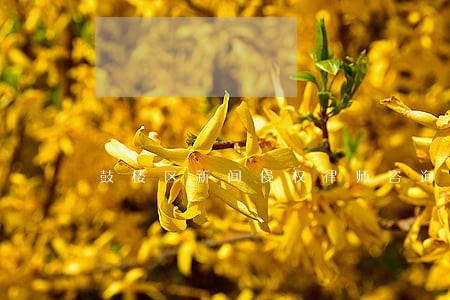 鼓楼区新闻侵权律师咨询电话 鼓楼区新闻侵权律师咨询电话