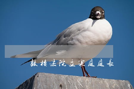 鼓楼法院立案庭庭长 鼓楼法院立案庭庭长