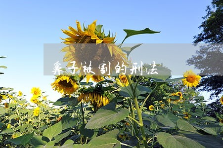 鼻子被割的刑法 鼻子被割的刑法