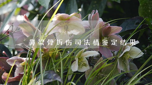 鼻梁骨折伤司法情鉴定结果 鼻梁骨折伤司法情鉴定结果
