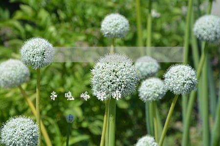 齐晓峰律师