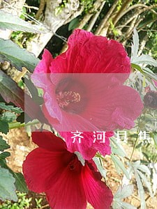 齐河县焦庙镇法院办公电话 齐河县焦庙镇法院办公电话