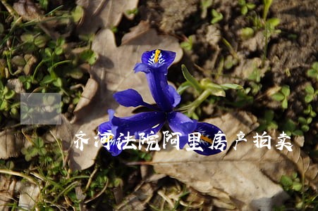齐河法院阿里房产拍卖 齐河法院阿里房产拍卖