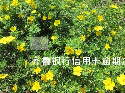 齐鲁银行信用卡逾期冻结多久解冻