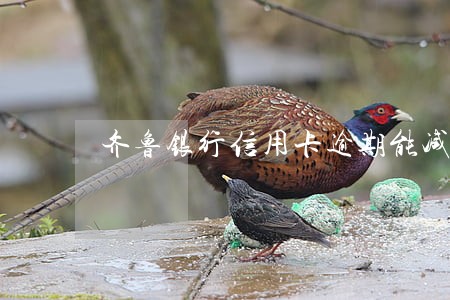 齐鲁银行信用卡逾期能减免吗 齐鲁银行信用卡逾期能减免吗