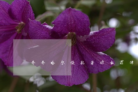 齐齐哈尔侵犯著作权罪律师咨询 齐齐哈尔侵犯著作权罪律师咨询