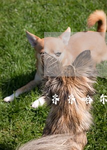 齐齐哈尔市律师事务所 齐齐哈尔市律师事务所