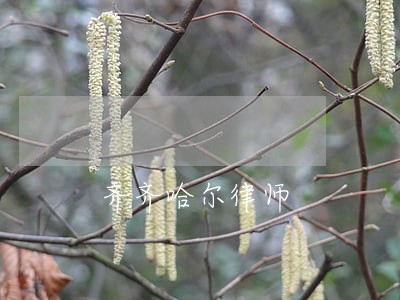 齐齐哈尔律师 齐齐哈尔律师