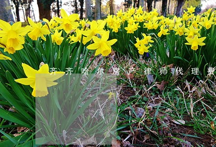 齐齐哈尔房产律师代理费