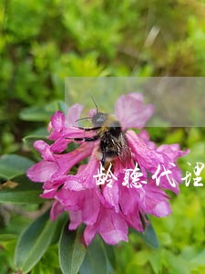 龄听代理