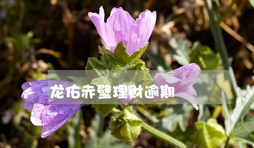 龙佑赤壁理财逾期 龙佑赤壁理财逾期