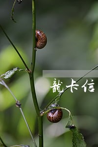 龙卡信用卡逾期两个月全额还款
